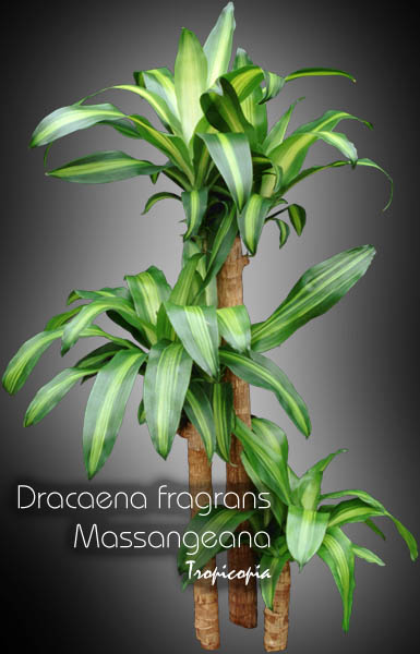 Dracaena - Dracaena fragrans 'Massangeana' - Cornstalk plant